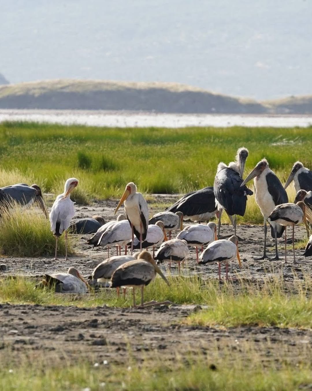 Lake Natron: Ol Doinyo Lengai Hike & Flamingo Walks - Image 8