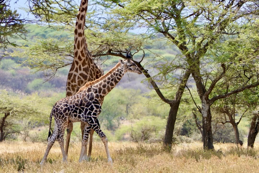 Game-drive & Bush Walk in Tarangire and Ngorongoro - Image 2