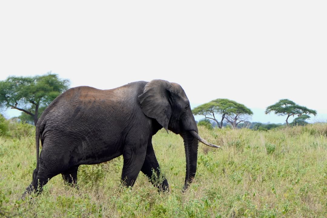 Game-drive & Bush Walk in Tarangire and Ngorongoro - Image 4