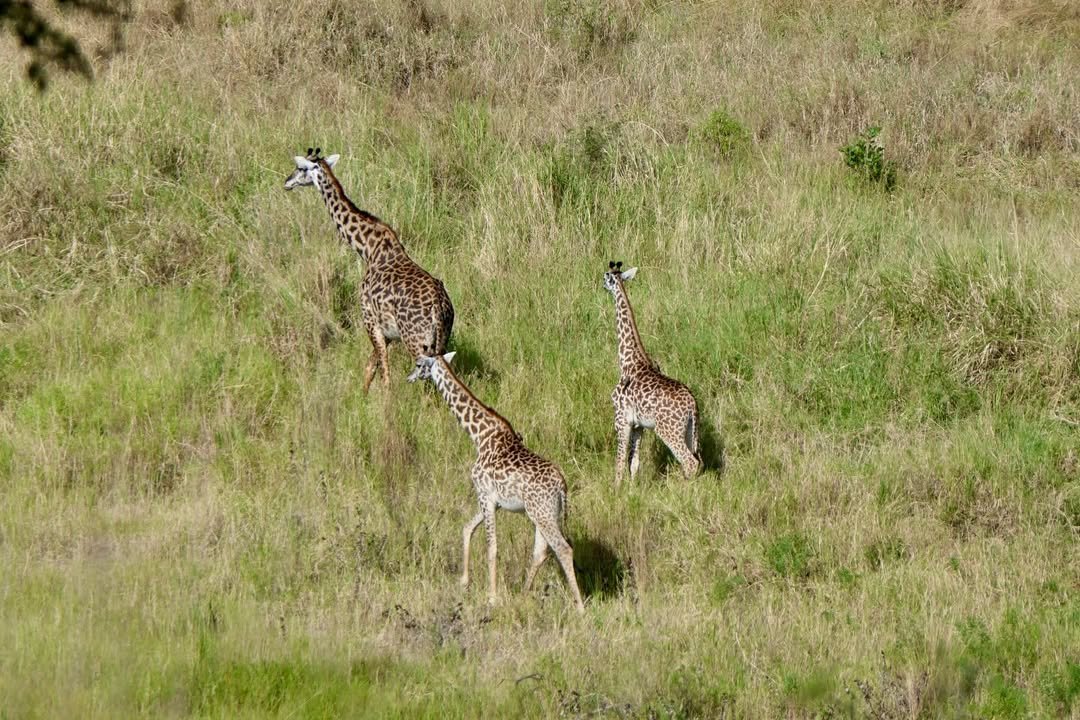 Game-drive & Bush Walk in Tarangire and Ngorongoro - Image 7