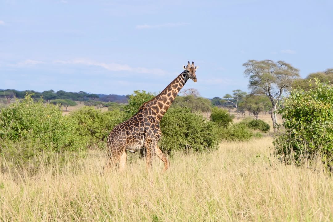 Game-drive & Bush Walk in Tarangire and Ngorongoro - Image 8