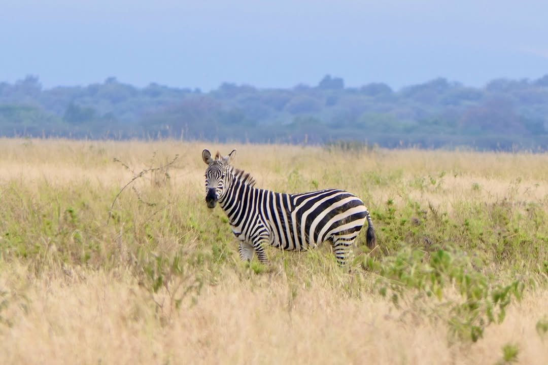 Game-drive & Bush Walk in Tarangire and Ngorongoro - Image 9