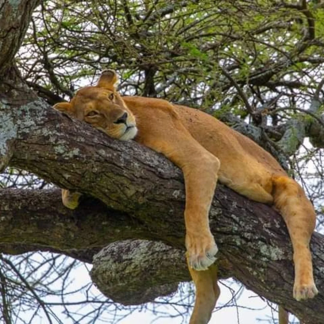 6-Day Manyara, Ngorongoro & Serengeti
