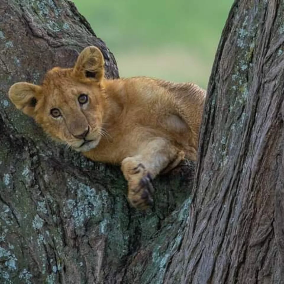 6-Day Manyara, Ngorongoro & Serengeti - Image 3