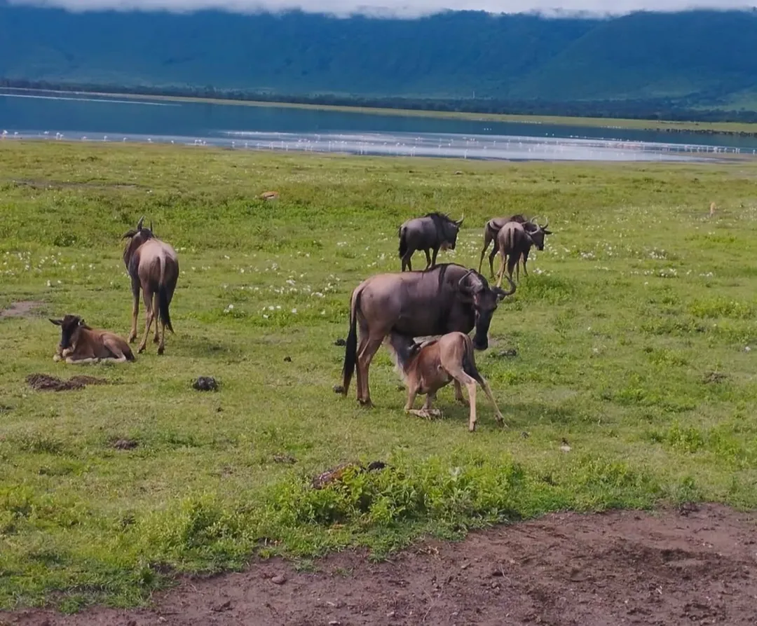 6-Day Manyara, Ngorongoro & Serengeti - Image 4