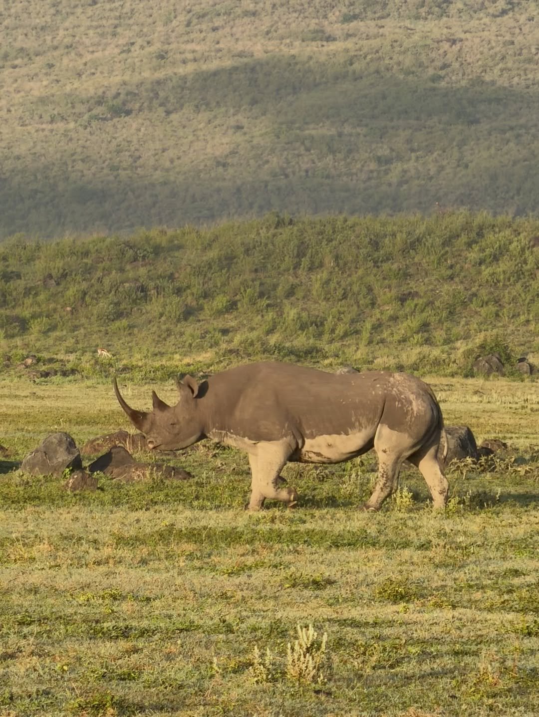 6-Day Manyara, Ngorongoro & Serengeti - Image 6