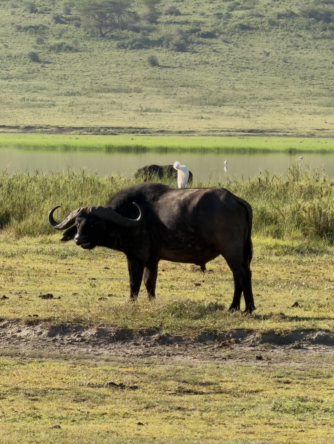 6-Day Manyara, Ngorongoro & Serengeti - Image 8