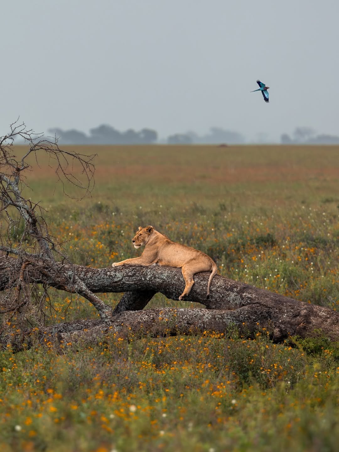 Private Serengeti Romantic Safari (Fly-in/Fly-out) - Image 7