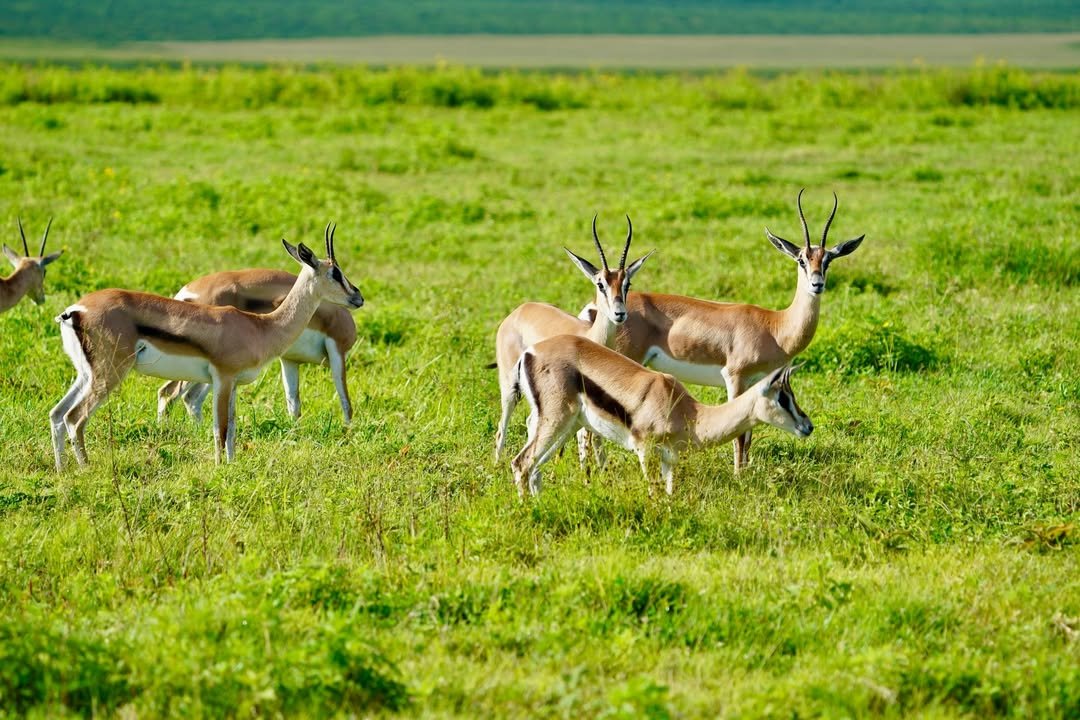 5-Day Lake Manyara, Serengeti & Ngorongoro Crater - Image 3