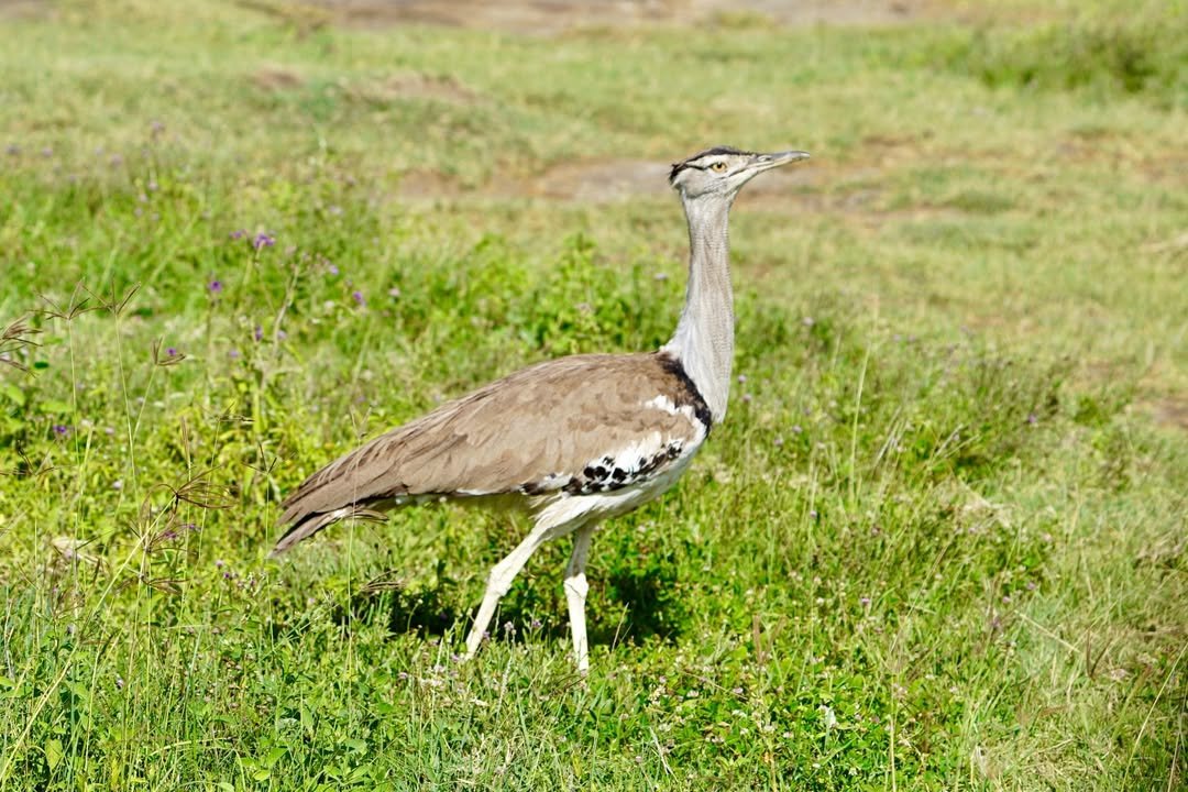 5-Day Lake Manyara, Serengeti & Ngorongoro Crater - Image 4