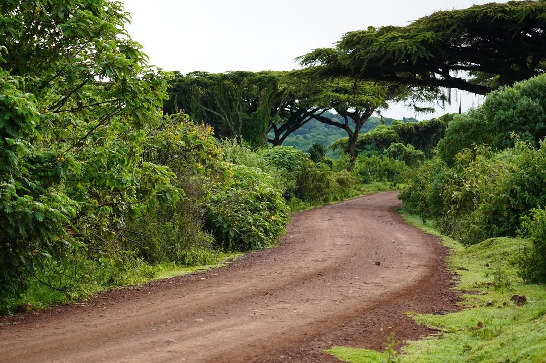 5-Day Lake Manyara, Serengeti & Ngorongoro Crater - Image 6