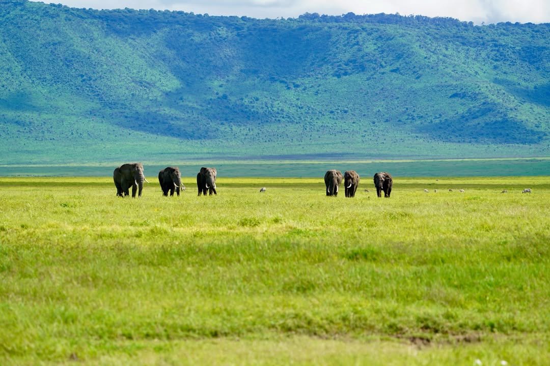 5-Day Lake Manyara, Serengeti & Ngorongoro Crater - Image 8