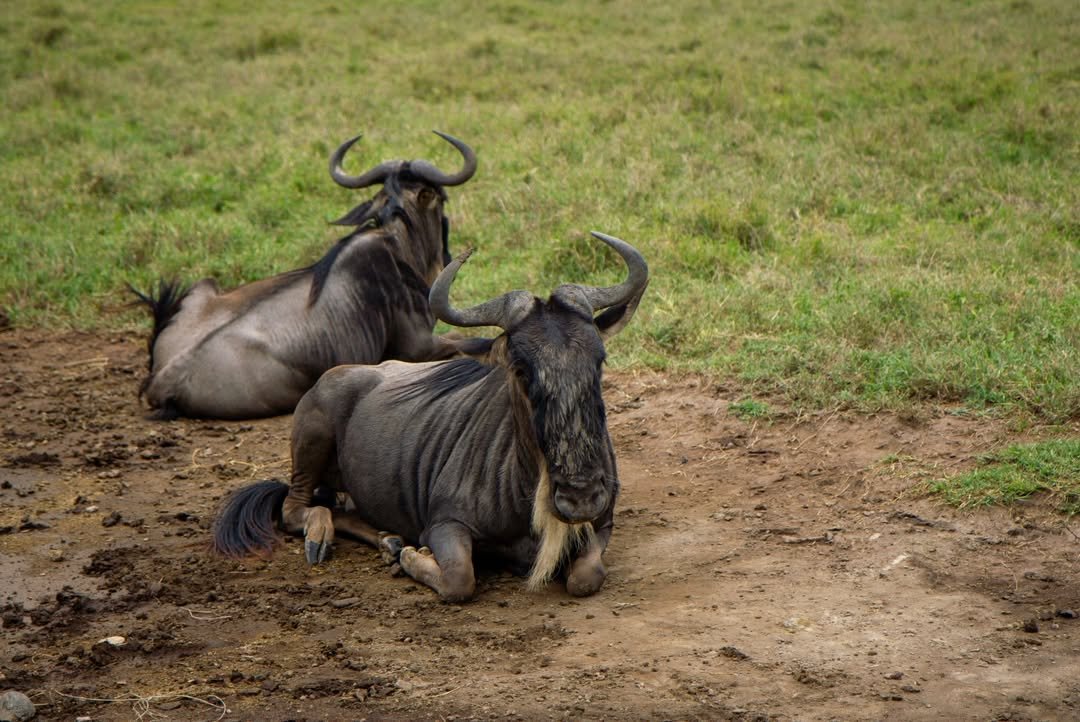 7-Day Tarangire, Serengeti & Ngorongoro - Image 2