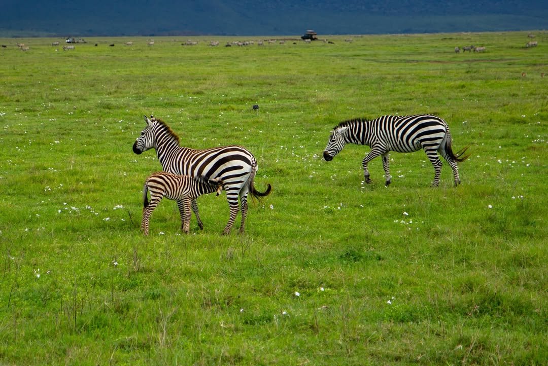 7-Day Tarangire, Serengeti & Ngorongoro - Image 3
