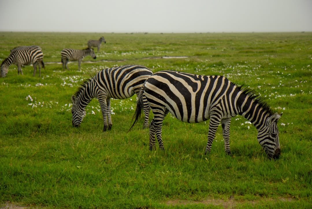 7-Day Tarangire, Serengeti & Ngorongoro - Image 5
