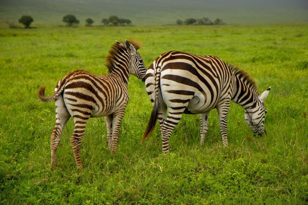 7-Day Tarangire, Serengeti & Ngorongoro - Image 8