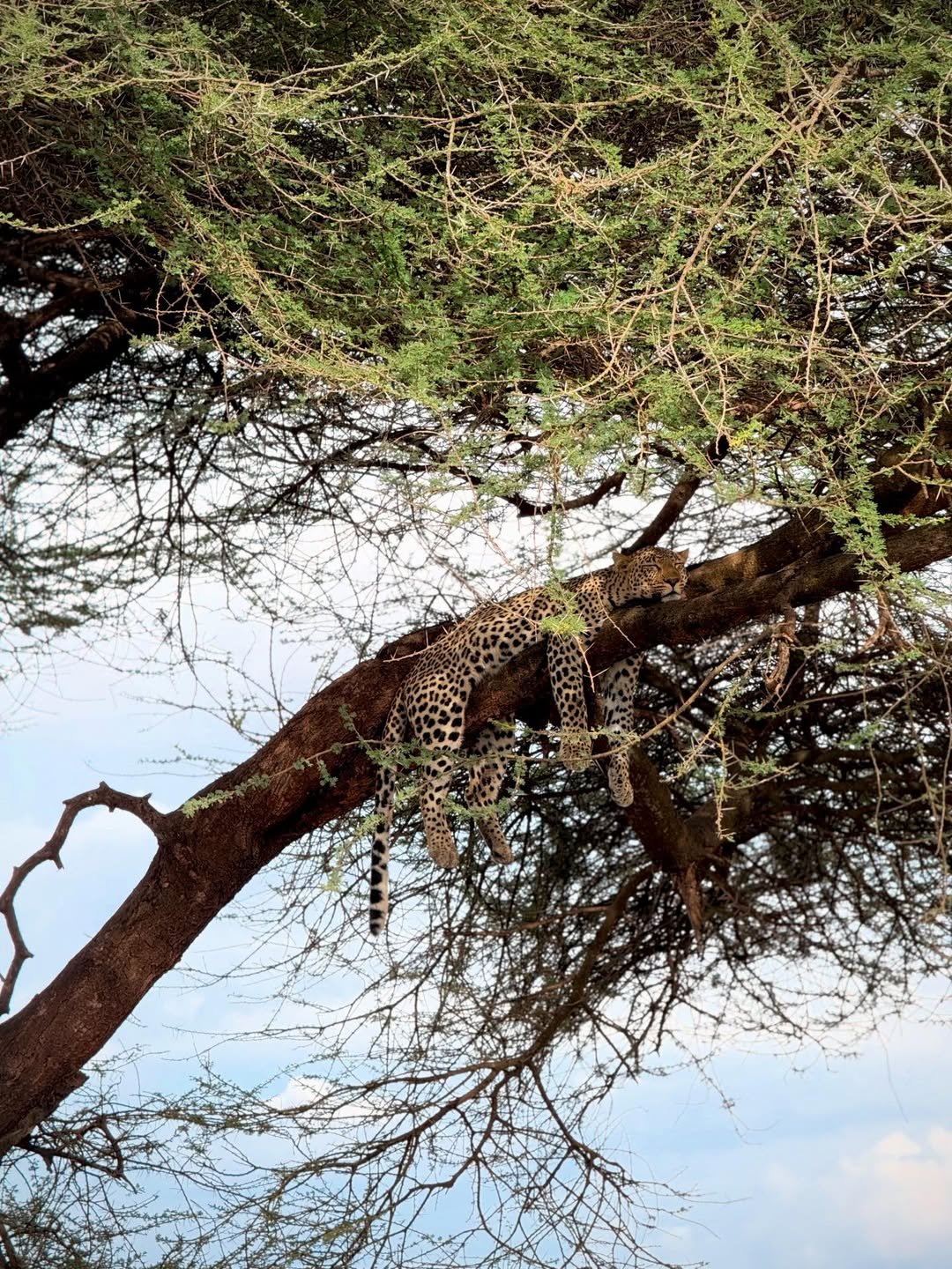 Classic Safari to Manyara, Ngorongoro & Serengeti - Image 3