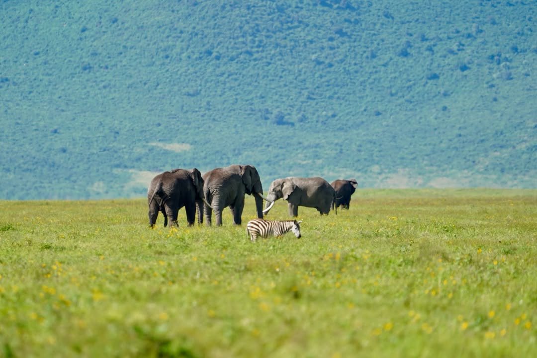 Classic Safari to Manyara, Ngorongoro & Serengeti - Image 8
