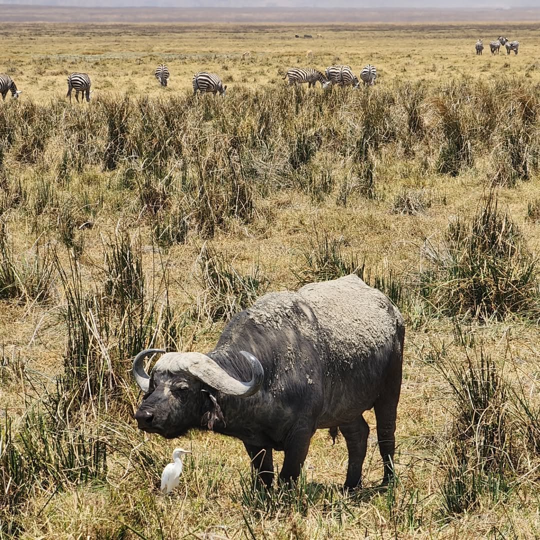 7-Day Complete Northern Tanzania Safari - Image 3
