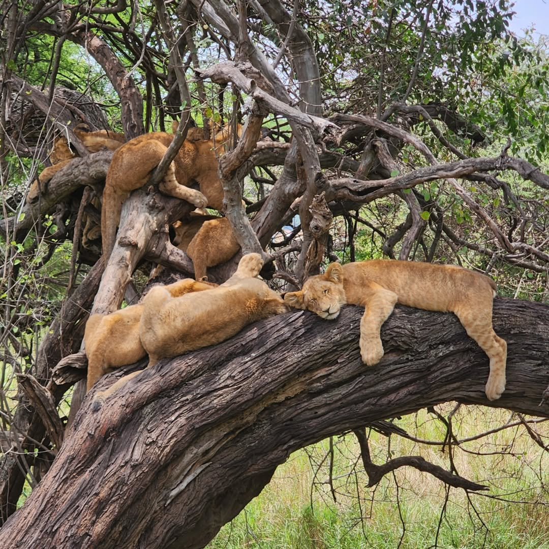 7-Day Complete Northern Tanzania Safari - Image 9