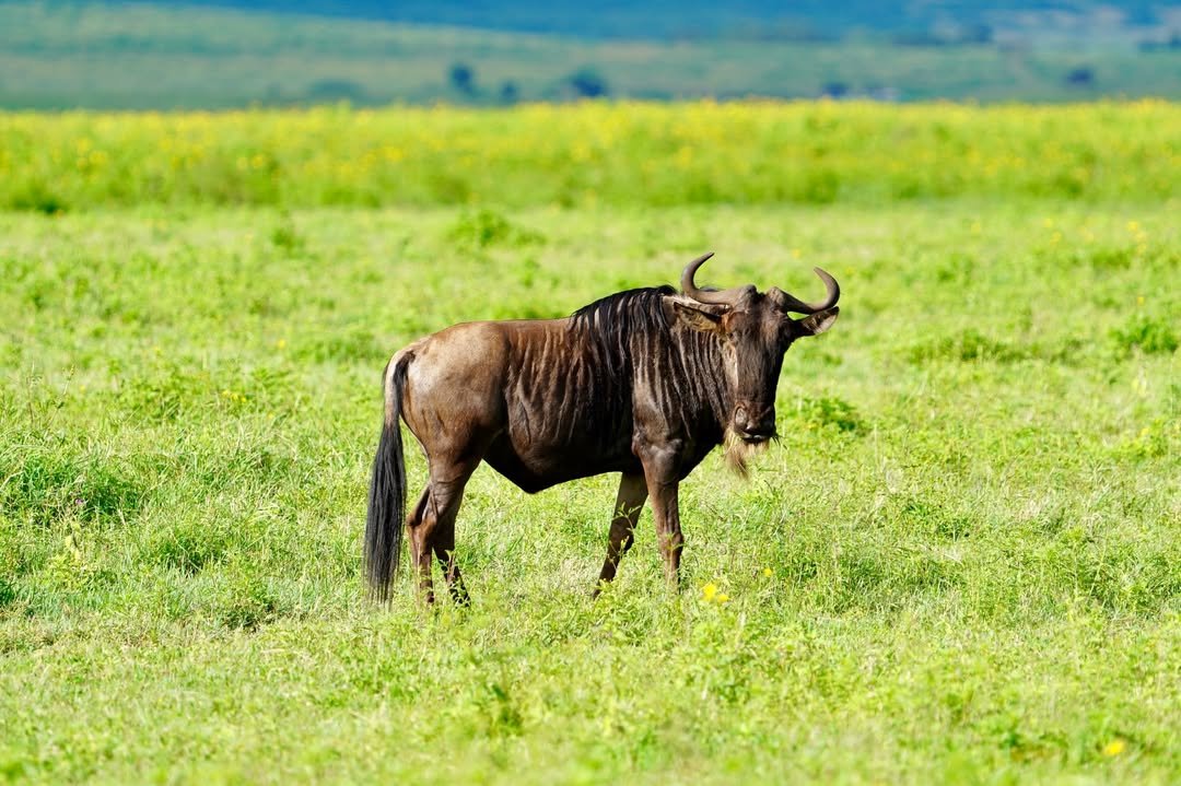 7-Day Complete Northern Tanzania Safari - Image 12