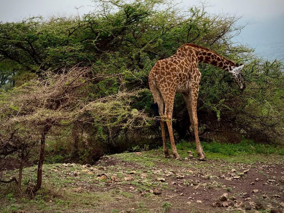 3-Day Arusha NP, Tarangire & Ngorongoro - Image 5