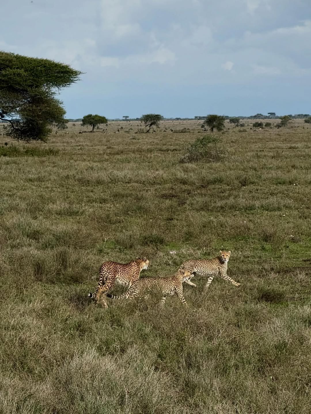 3-Day Arusha NP, Tarangire & Ngorongoro - Image 8