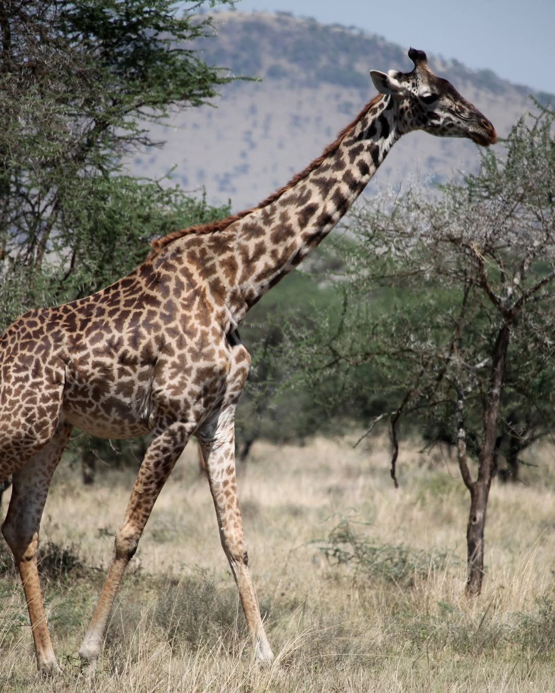3-Day Tarangire & Ngorongoro Crater - Image 3