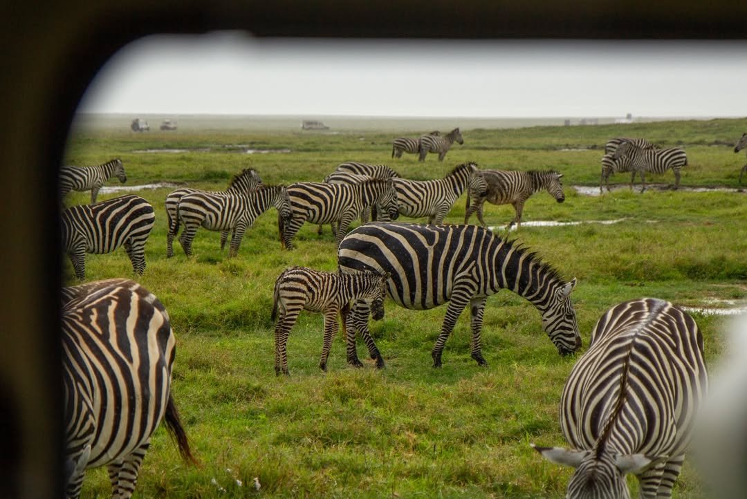 3-Day Tarangire & Ngorongoro Crater - Image 5