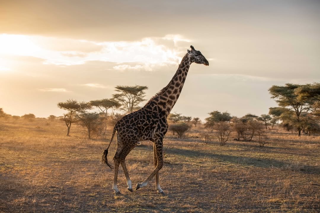 3-Day Tarangire & Ngorongoro (Comfort) - Image 2