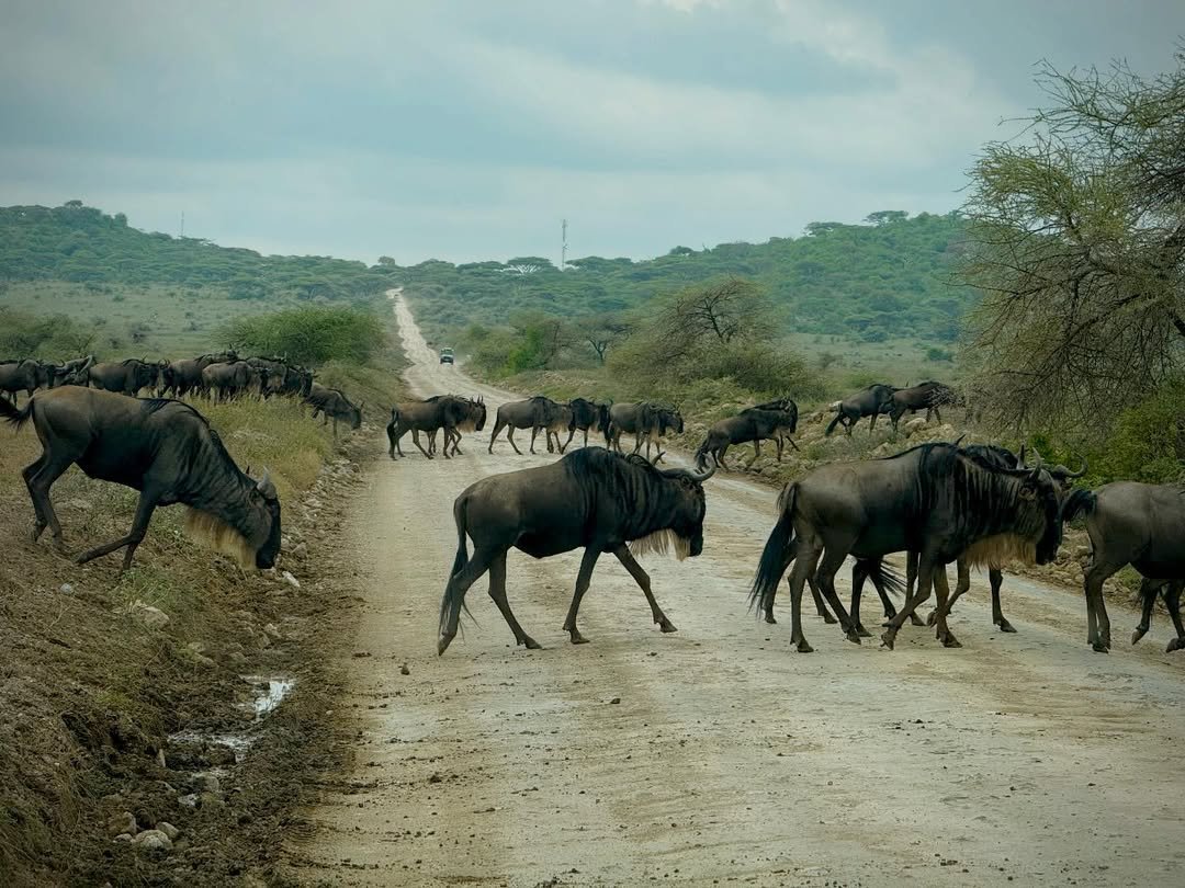 3-Day Tarangire & Ngorongoro (Comfort) - Image 4