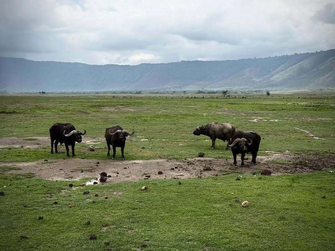 3-Day Tarangire & Ngorongoro (Comfort) - Image 5