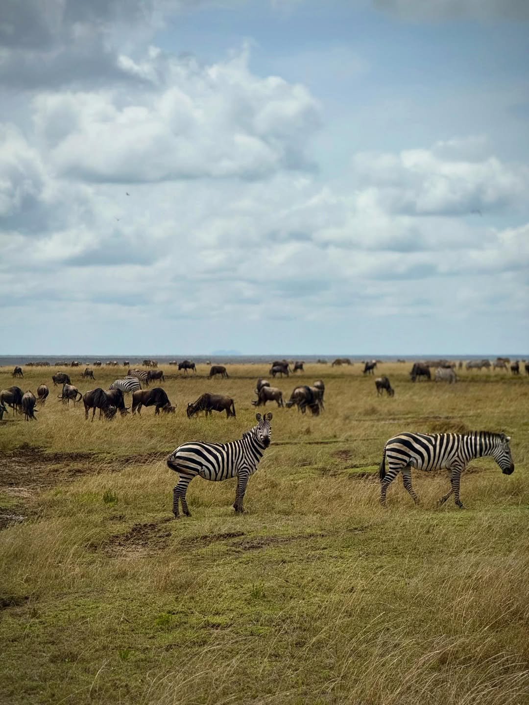 3-Day Tarangire & Ngorongoro (Comfort) - Image 7