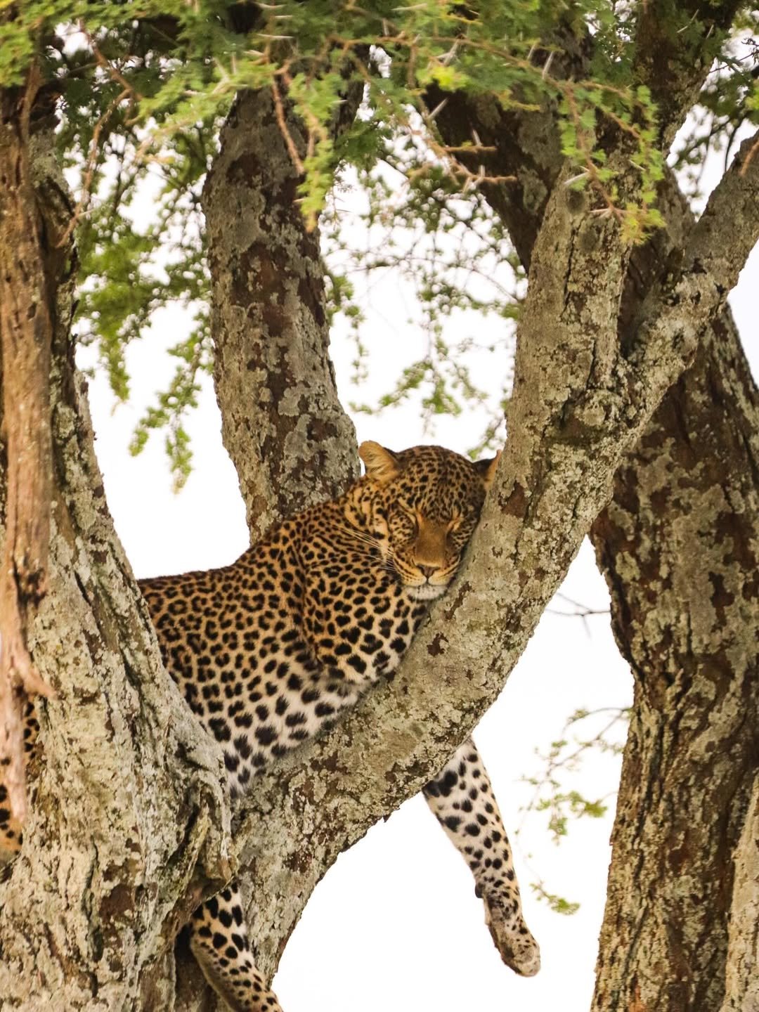 6-Day Ndutu, Serengeti & Ngorongoro - Image 2