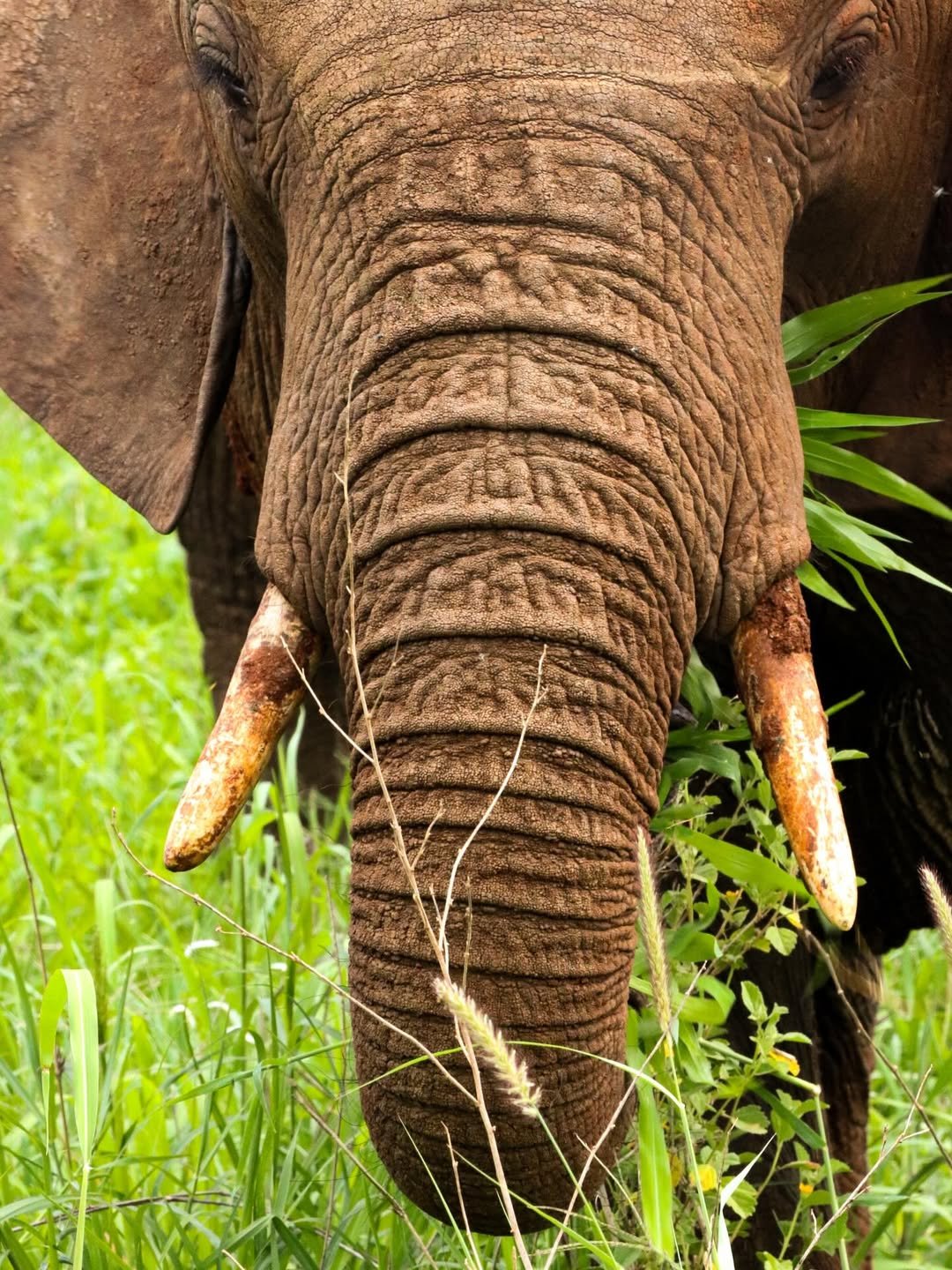 6-Day Ndutu, Serengeti & Ngorongoro - Image 4