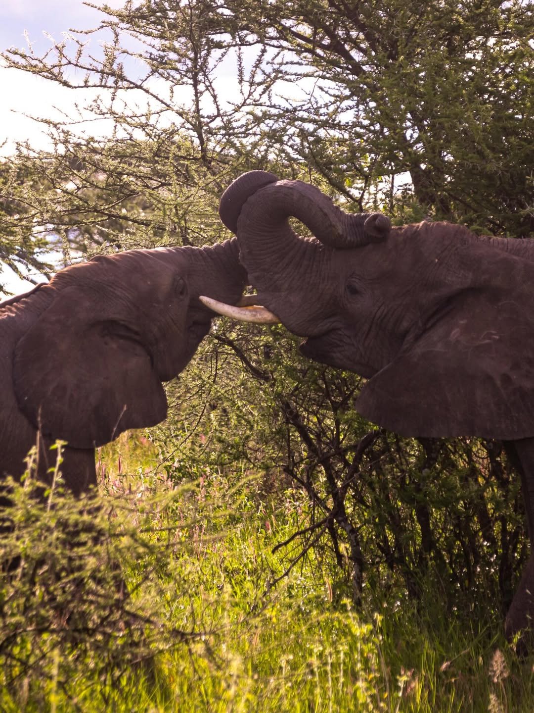 6-Day Ndutu, Serengeti & Ngorongoro - Image 6