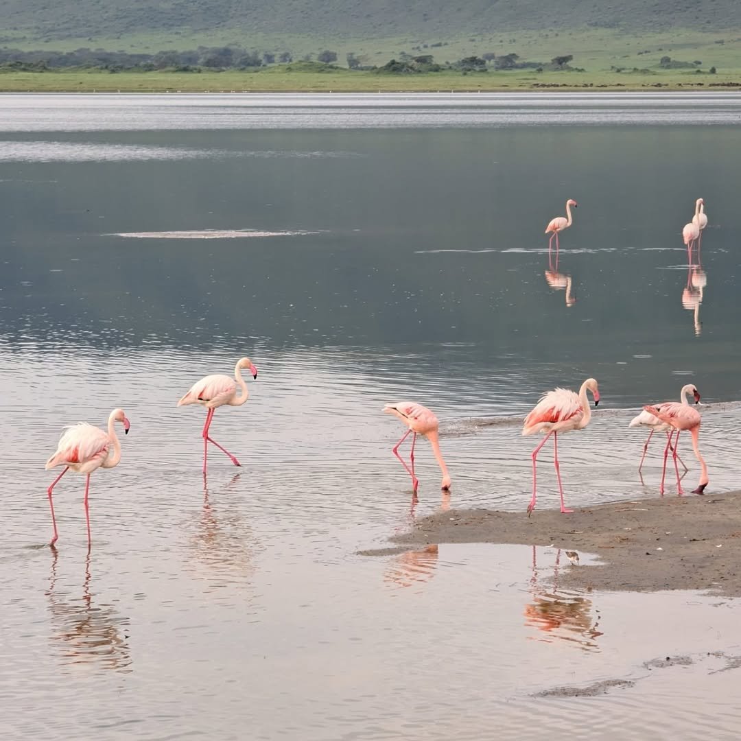 2-Day Lake Manyara & Ngorongoro Crater - Image 5