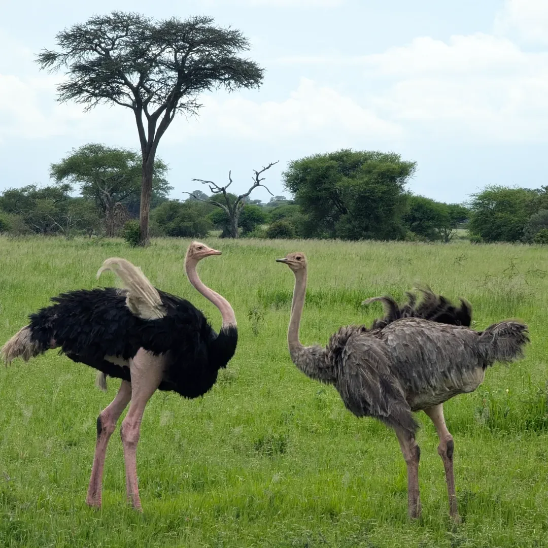 2-Day Lake Manyara & Ngorongoro (Value) - Image 3