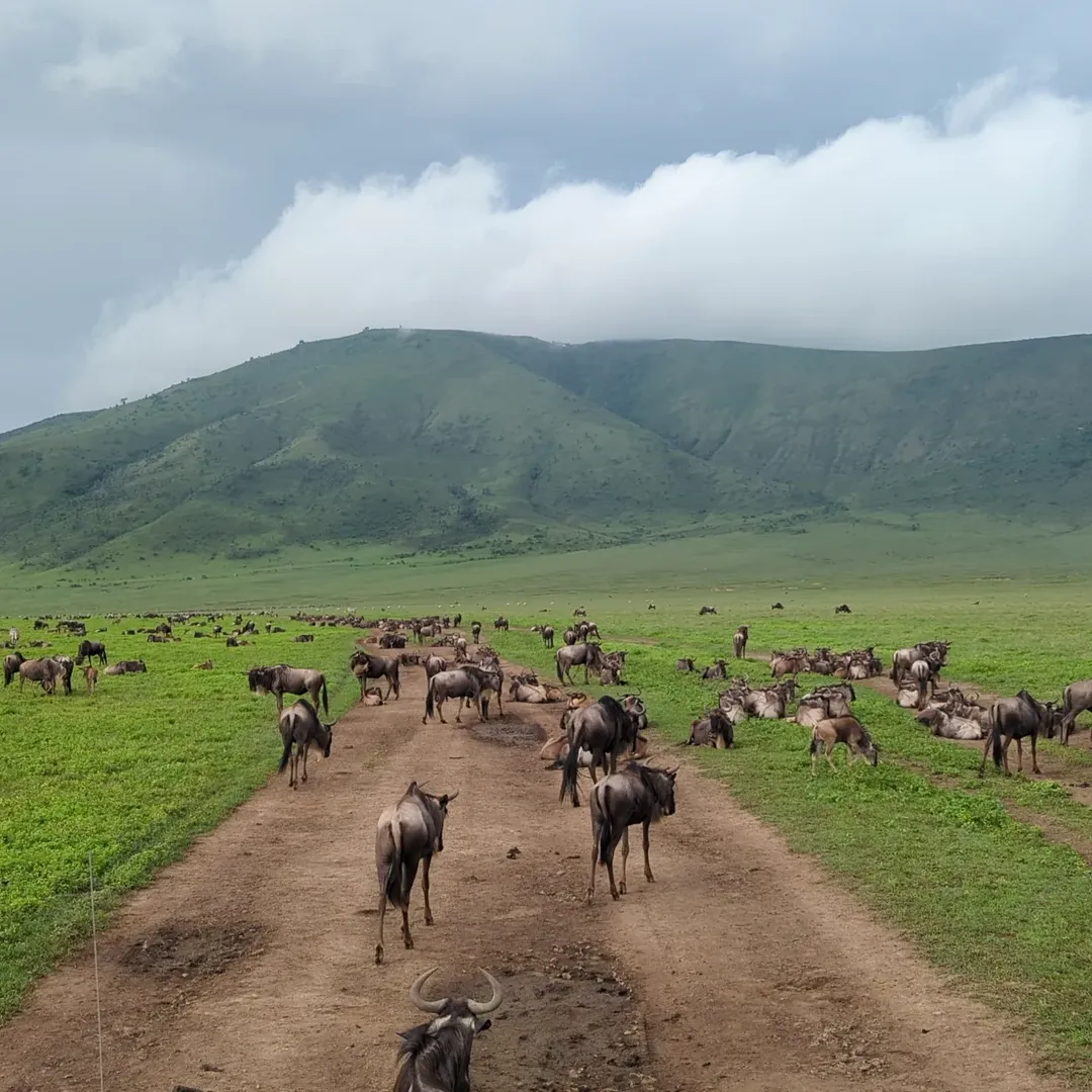 2-Day Lake Manyara & Ngorongoro (Value) - Image 4