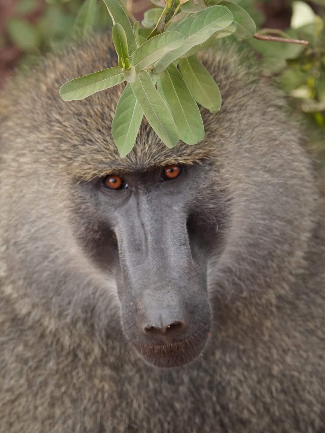 2-Day Lake Manyara & Ngorongoro (Value) - Image 7