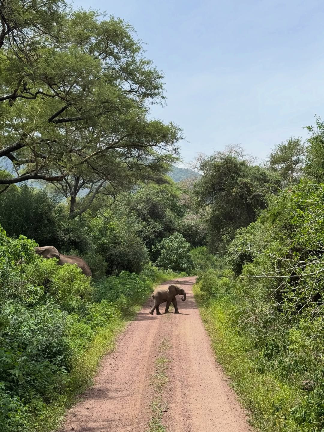 6-Day Manyara, Ngorongoro & Serengeti - Image 4