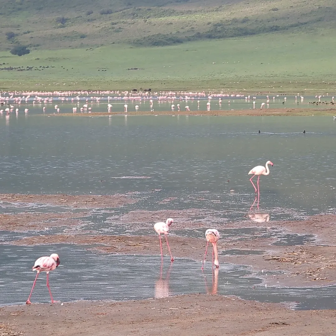 6-Day Manyara, Ngorongoro & Serengeti - Image 8