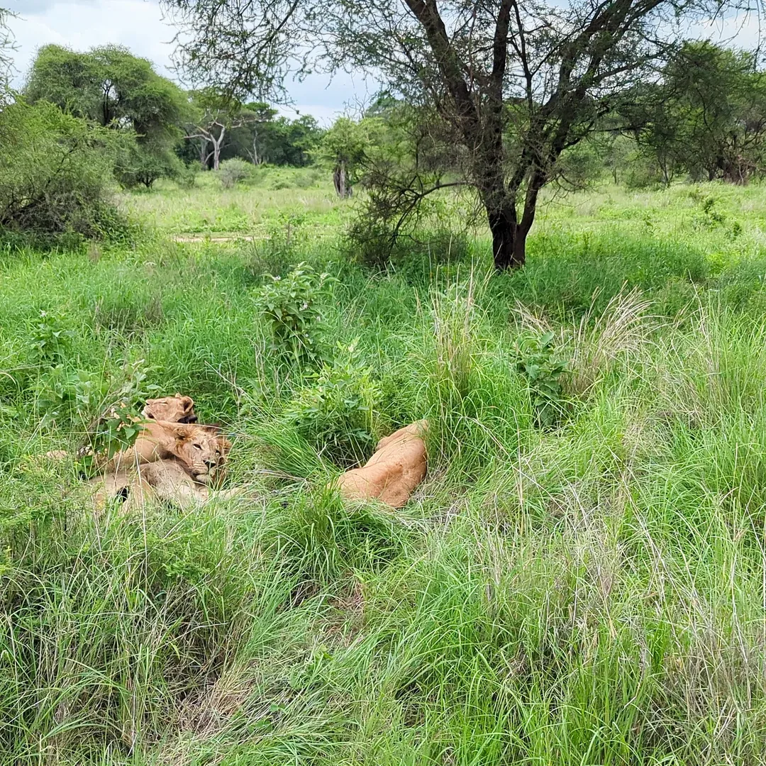 6-Day Manyara, Ngorongoro & Serengeti - Image 9