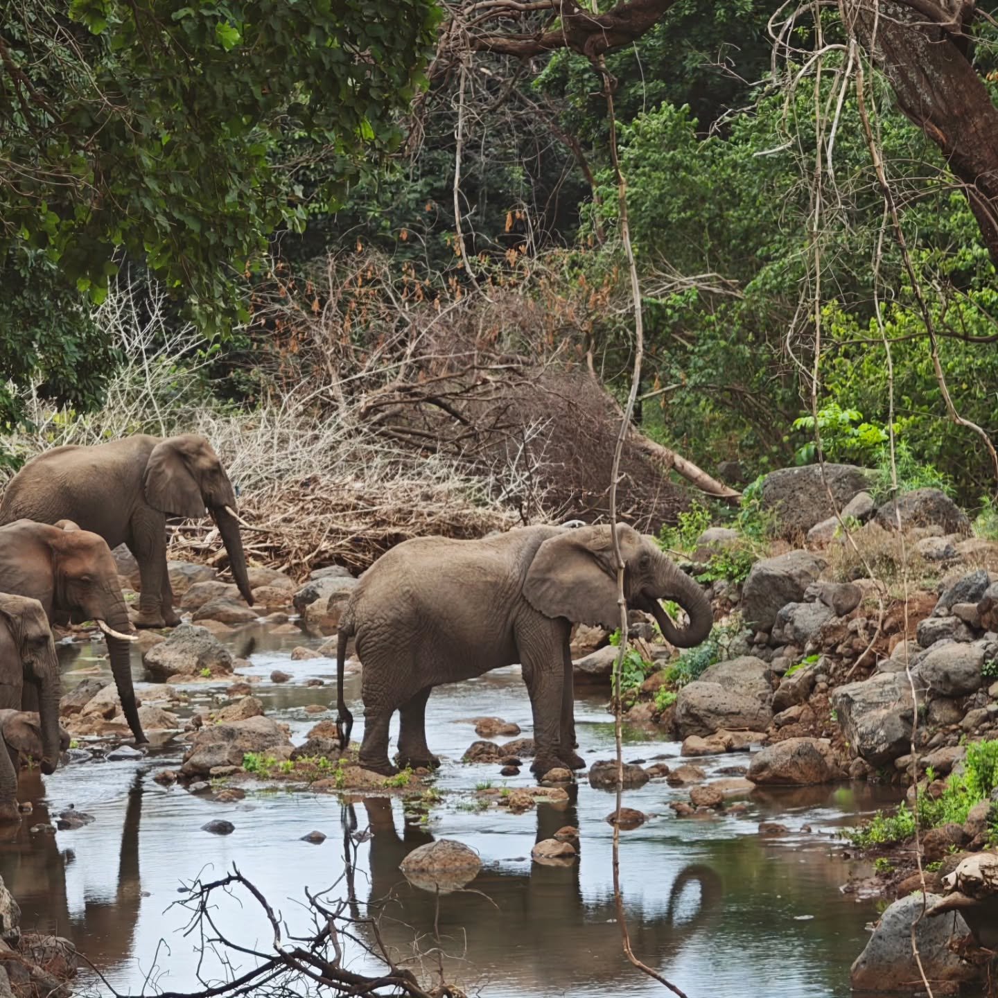 4-Day Tarangire & Lake Manyara — photo 3