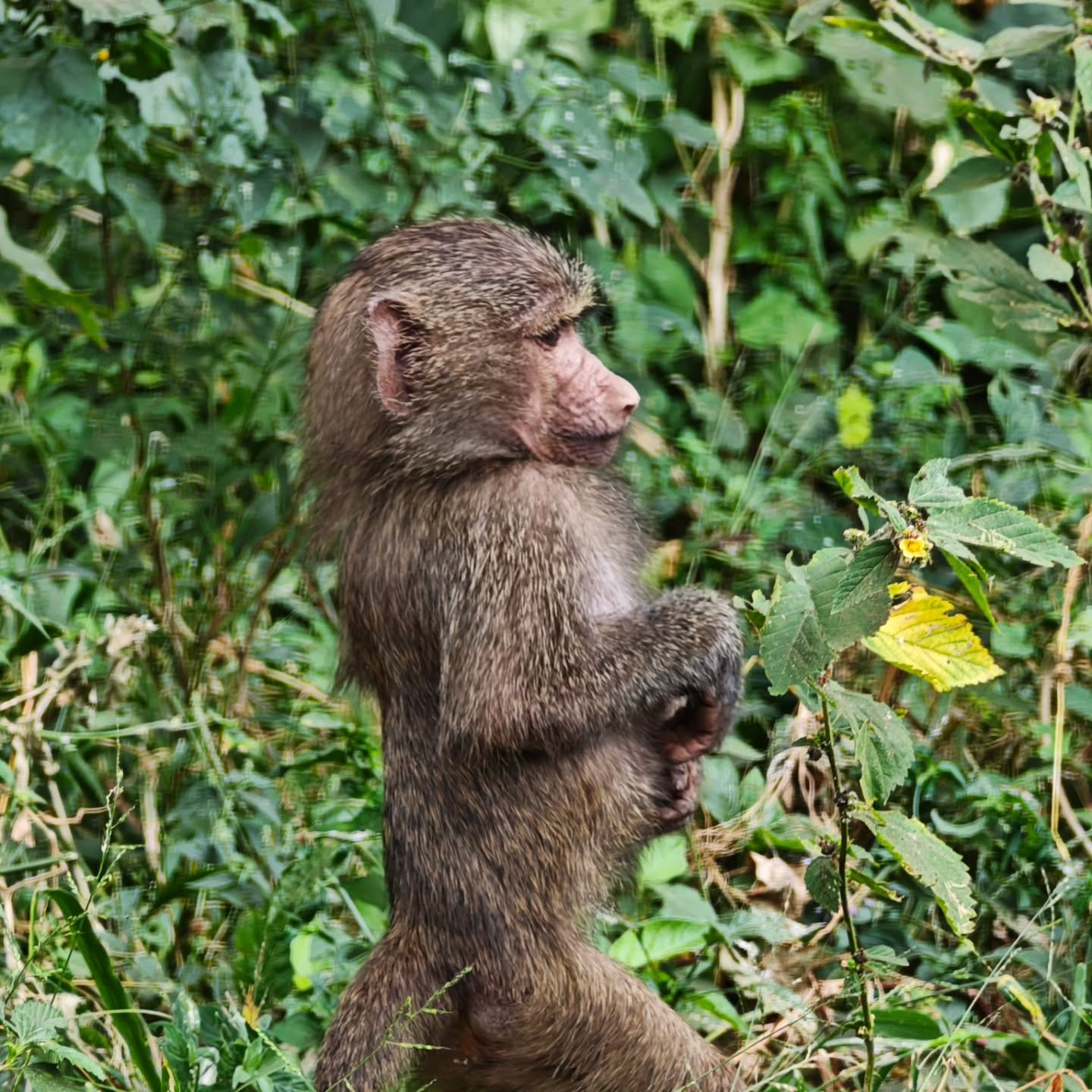 4-Day Tarangire & Lake Manyara — photo 4